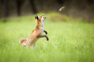 Fox playing with vole by AlesGola