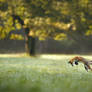 Hunting fox (Vulpes vulpes)