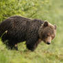 Cautious bear (Ursus Arctos)