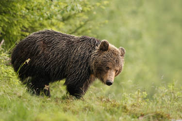 Cautious bear (Ursus Arctos)