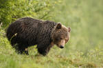 Cautious bear (Ursus Arctos) by AlesGola