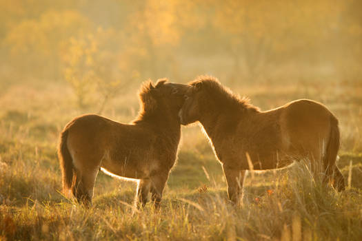 Nuzzling mares