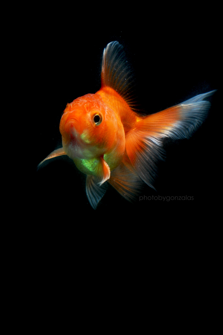 Mr. Gold Fish 01