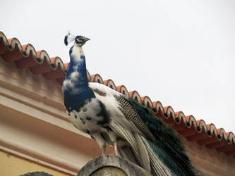Peacock in Castillo 