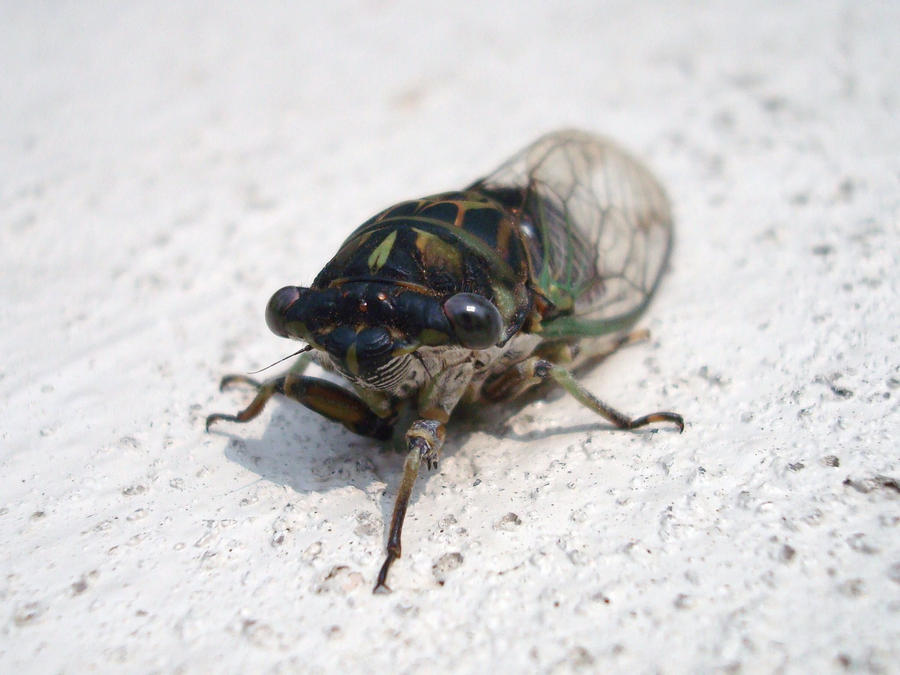 Cicada