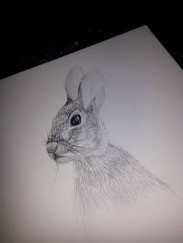 Rabbit sketch