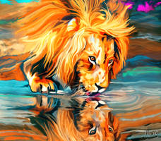 Lion in reflection of colors