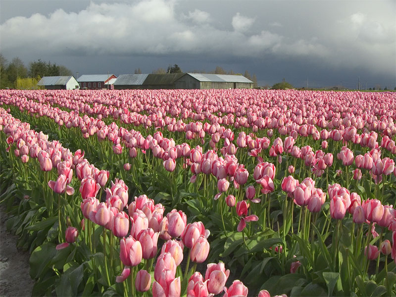 Tulip field and stormy skies
