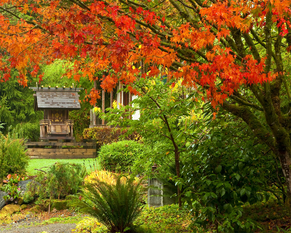 Shinto shrine in autumn