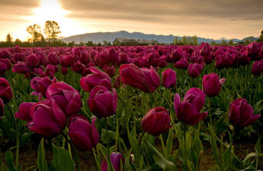 Tulip drama