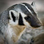 Badger