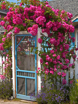 The garden gate