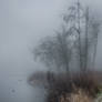 Fog at the lake