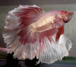 Karma Rosetail Betta