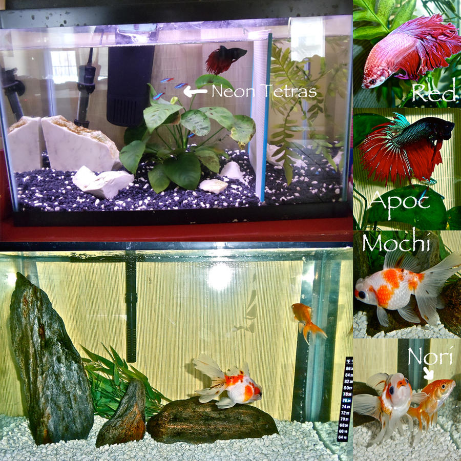 My Fish Setups