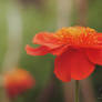 Orange Flower