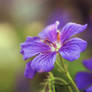 Purple Flower