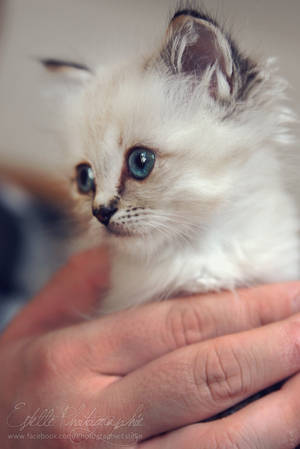 White Kitten 2 by Estelle-Photographie