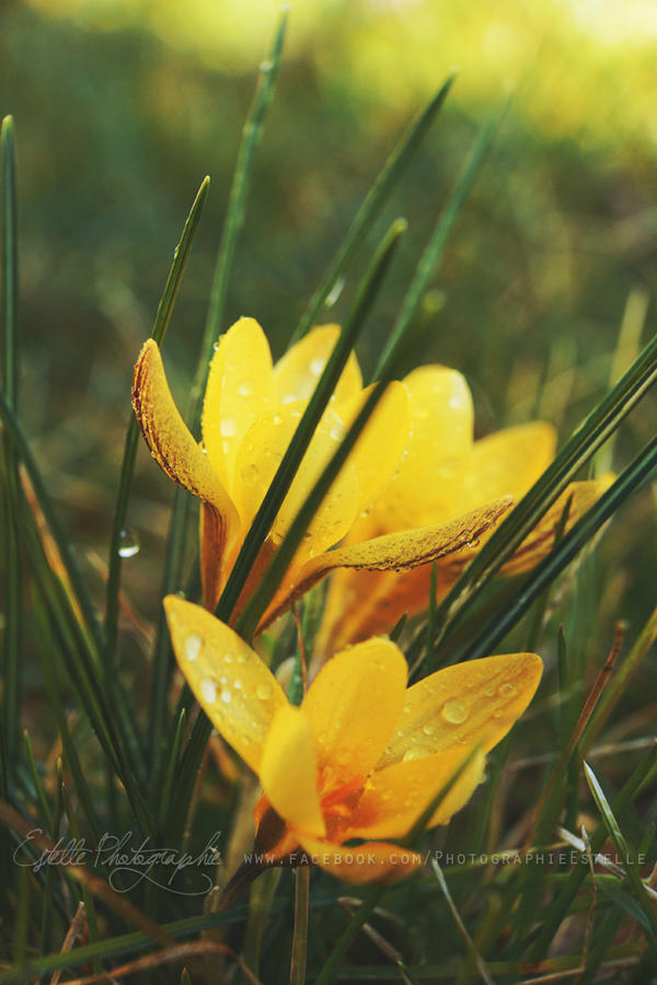 Waterdrops on yellow flower