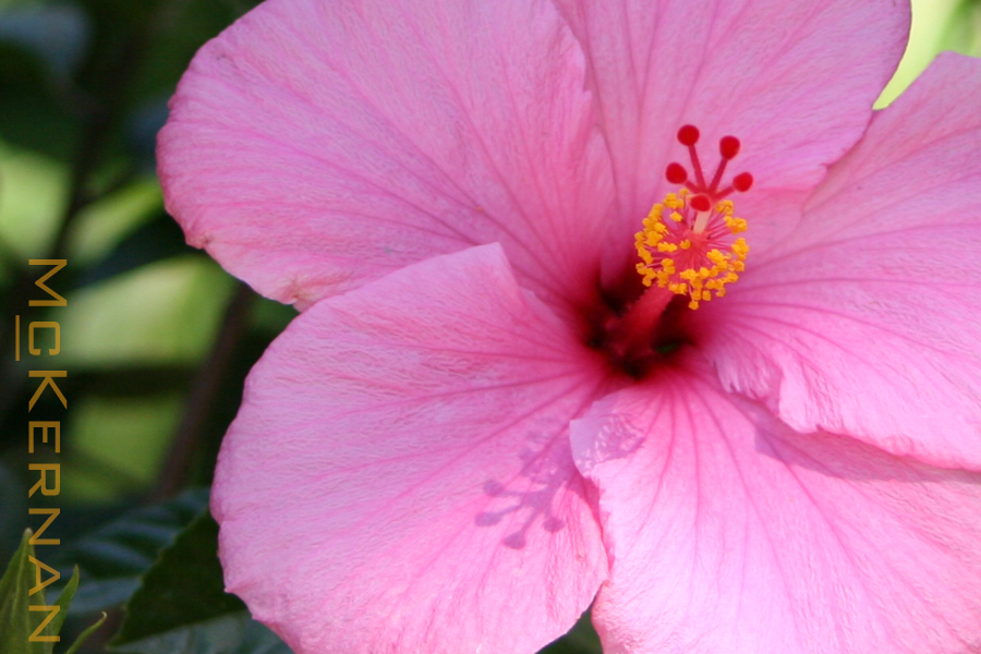 Hibiscus in the Afternoon