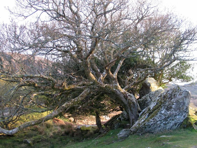 Demonic Tree by roberto30 on DeviantArt