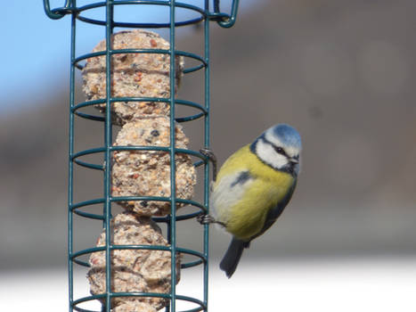 Cyanistes caeruleus