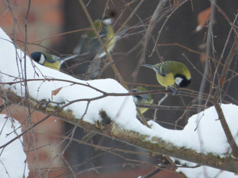 Snowy tits