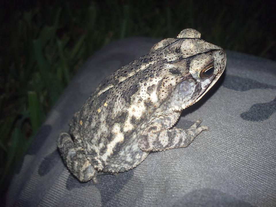 Toad by DiosApollos on DeviantArt