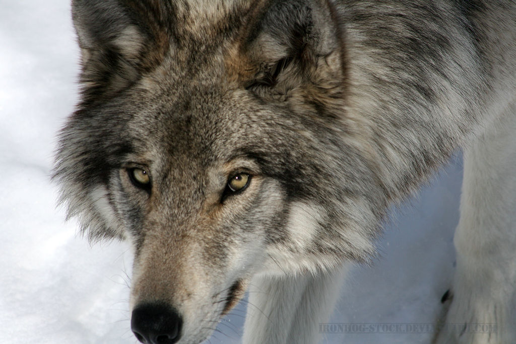 Gray Wolf 5