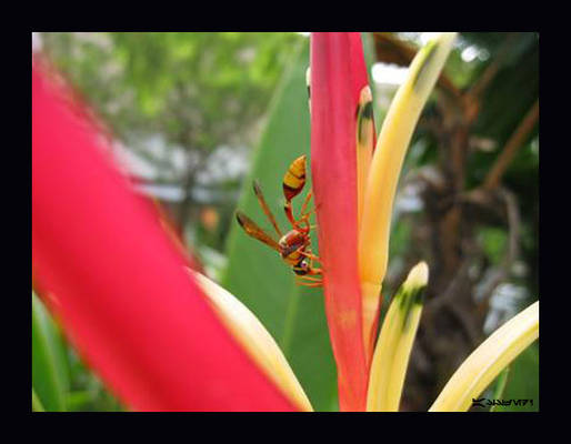 wasp on flower