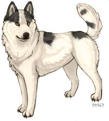 le siberian husky