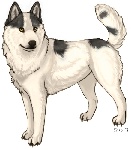 le siberian husky