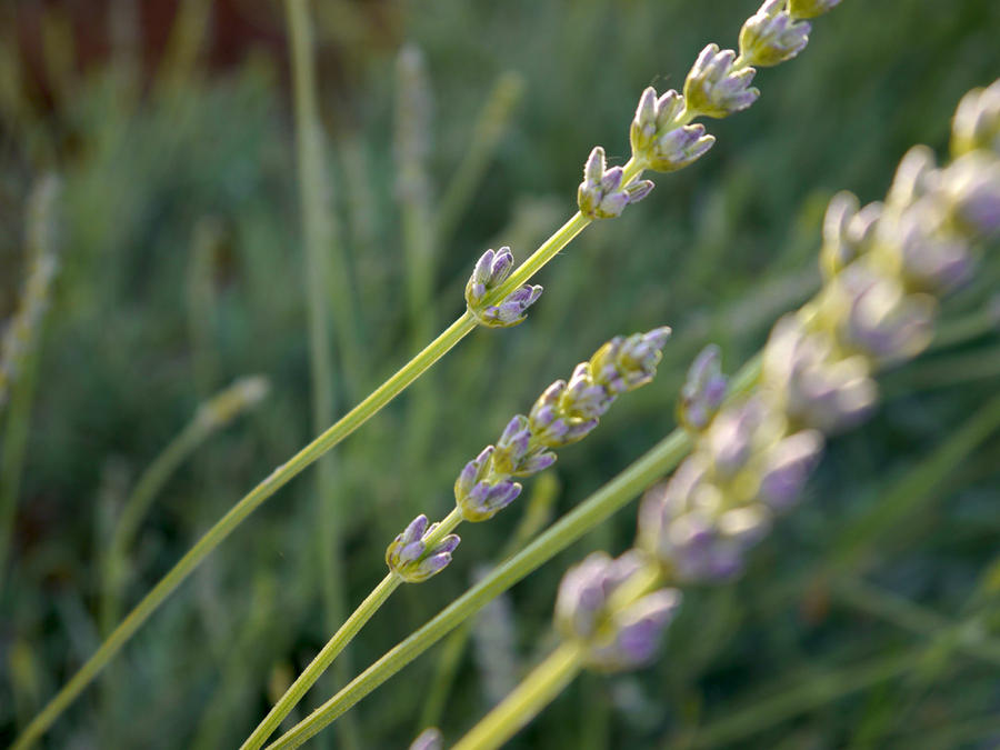 Lavanda