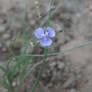 little purple beauty