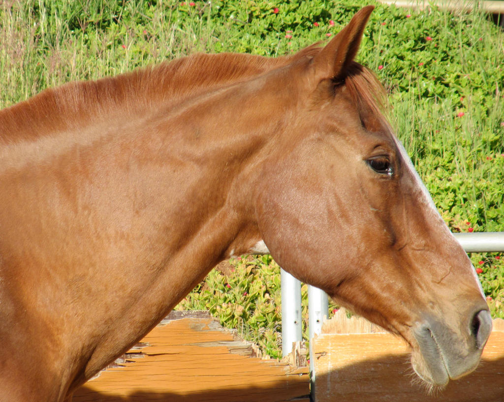 Jake Stock (Head Shot)