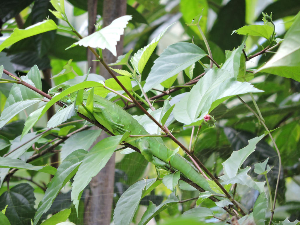 Legless Balance by DinoSpine on DeviantArt