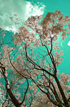 Tree 08 by danielbarroca