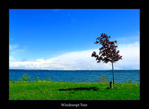 Windswept Tree