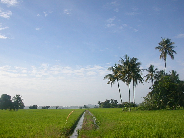 Gambar Sawah Padi / Foto ini dapat kalian si. - soxkaiyh