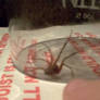 Check the huge spider I just caught 