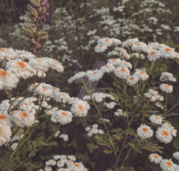 Chamomile field 