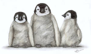 3 little penguins