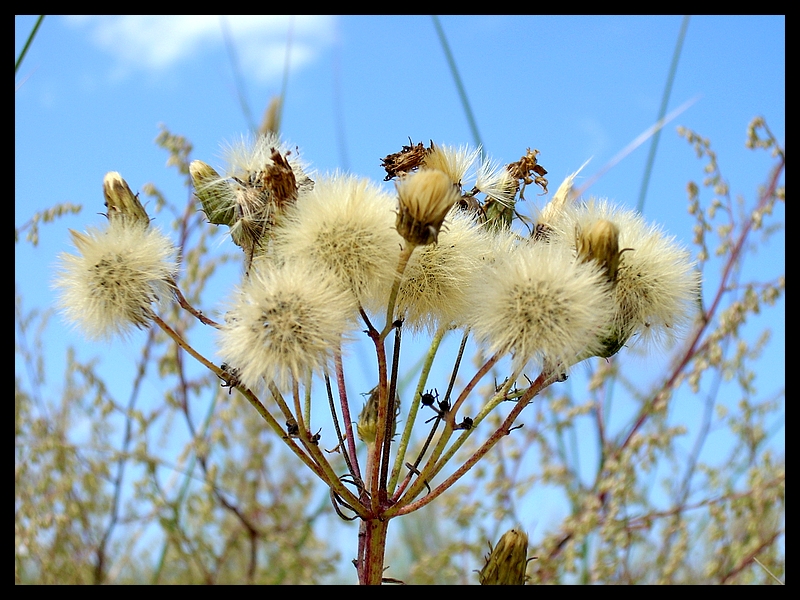 Summer Fluff 2