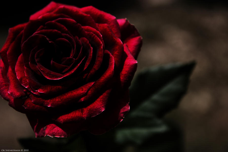 Темно алые розы а на душе. Темно бордовые розы.