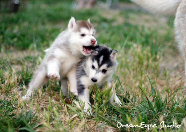 GLOMP Siberian puppies