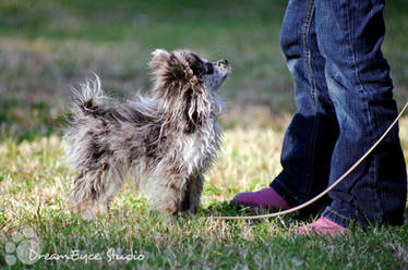 The Future: A girl and her pup