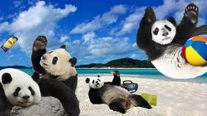 Pandasonthebeach