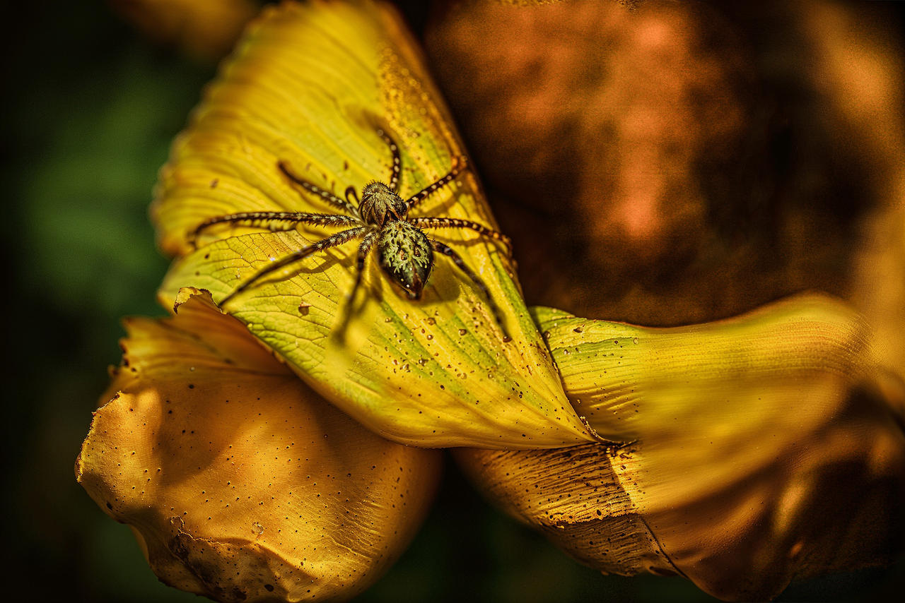 Spider Insect Deviantart Spider by DerBuettner on DeviantArt