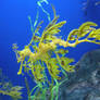 Leafy Sea Dragon