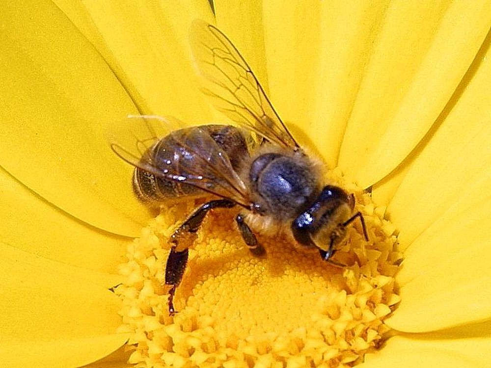 Honeybee apis mellifera by D-A-Skelly